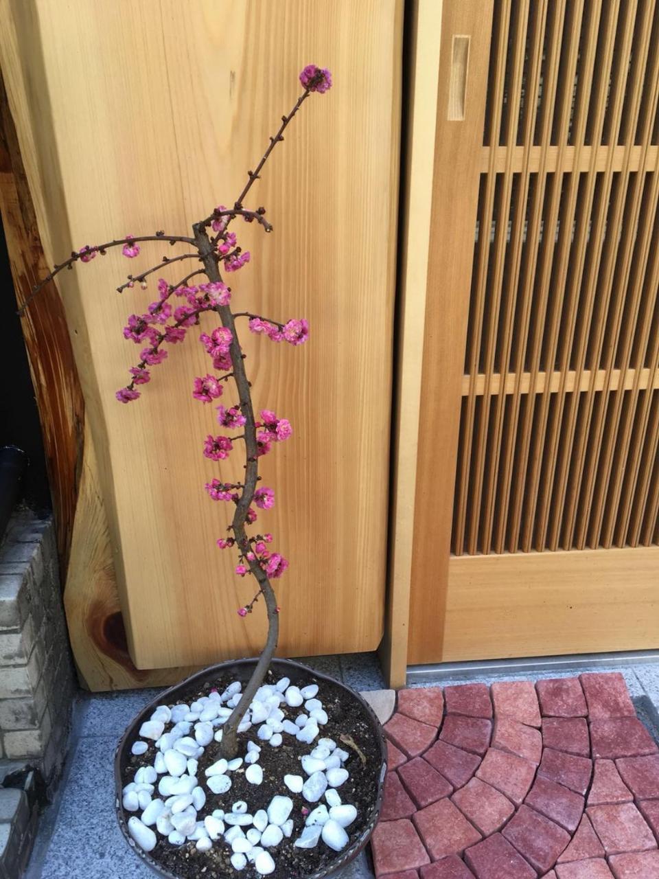 美築八坂 Lejlighed Kyoto Eksteriør billede